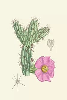 Cactus Collection: Cylindropuntia imbricata, 1909