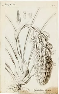 Black And White Gallery: Cymbidium elegans, 1838