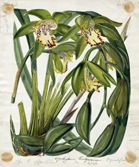 Fitch Collection: Cymbidium hookerianum orchid