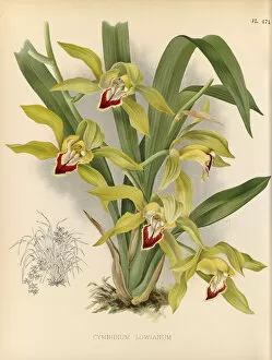 Orchids Gallery: Cymbidium lowianum, 1882-1897