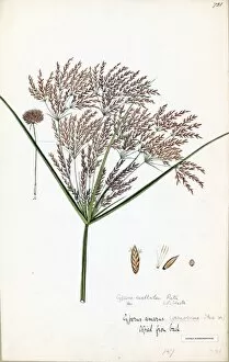 Botanical Art Collection: Cyperus alopercuroides, Rottb