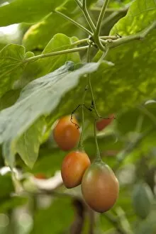Images Dated 17th November 2011: Cyphomandra betacea - Tamarillo - Tree Tomato