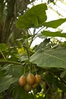 Images Dated 17th November 2011: Cyphomandra betacea - Tamarillo - Tree Tomato