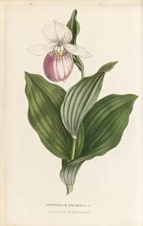 Botanical Gallery: Cypripedium reginae (Showy orchid), 1849