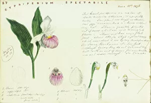 Biology Collection: Cypripedium reginae (Showy orchid), 1876