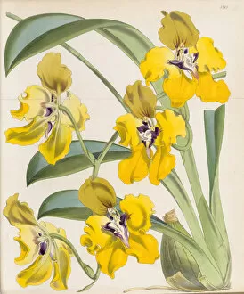 Orchids Collection: Cyrtochilum macranthum, 1868