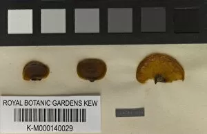 Herbarium Fungi Collection: Cyttaria darwinii Berk