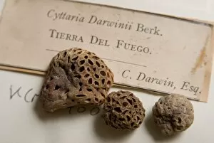 Fungi Collection: Cyttaria darwinii or Darwin fungus
