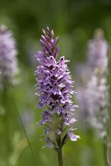 Orchidaceae Collection: Dactylorhiza in the slips at Wakehurst Place