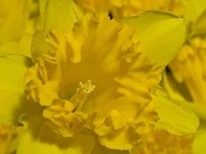 Flowers Gallery: daffodil