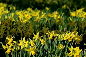 The Gardens Collection: Daffodiles on the broadwalk
