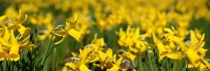 Panoramas Collection: Daffodils