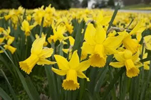 Images Dated 26th March 2010: daffodils