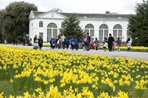 Orangery Gallery: daffodils