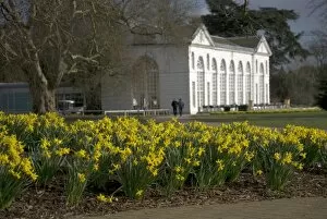 Daffodil Gallery: Daffodils on the Broad Walk in