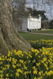 The Orangery Collection: Daffodils on the Broad Walk in