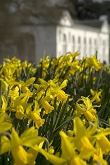 Flowers Gallery: Daffodils on the Broad Walk in