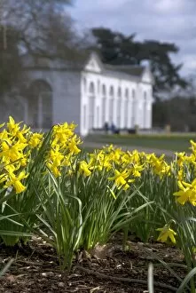 Flowers Gallery: Daffodils on the Broad Walk in