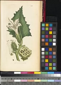 More Botanical Illustrations Collection: Datura stramonium, 1863-1886