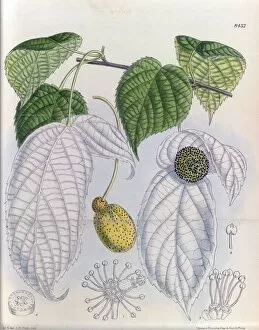 Leaf Collection: Davidia involucrata, 1912