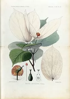Botany Gallery: Davidia involucrata Plantae Davidianae by Franchet, 1888