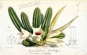 Cacti and Succulents Collection: Decabelone barklyi, 1875