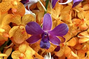 Orchidaceae Collection: Dendrobium