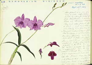 Archival Scrapbook Gallery: Dendrobium bigibbum, 1877