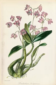 19th Century Gallery: Dendrobium kingianum, 1834-1849