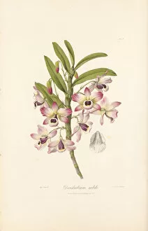 Illustration Collection: Dendrobium nobile (Noble orchid), 1837