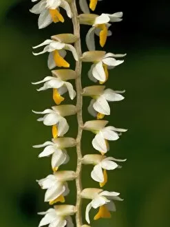 Cream Gallery: Dendrobium orchid