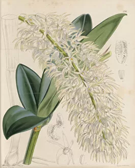 Dendrobium speciosum, 1861