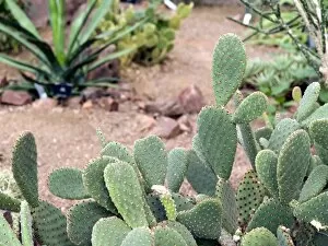 Princess Of Wales Conservatory Gallery: Desert plants