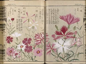 Japanese Flowers Collection: Dianthus species from Honzo Zufu, 1828-1844