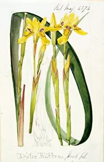 Botanical Art Collection: Dietes huttonii