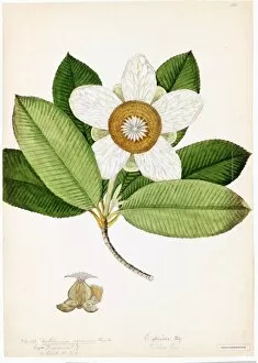 Botanical Art Collection: Dillenia speciosa Thunb