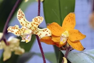 Orchidaceae Gallery: Dimorphorchis rossii var. graciliscapa