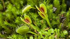 Flowers Collection: Dionaea muscipula