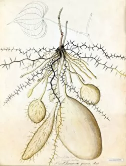 Botanical Art Gallery: Dioscorea aculeata, Roxb