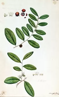 Economic Botany Collection: Diospyros ebenum, K├Ân. (Ebony)