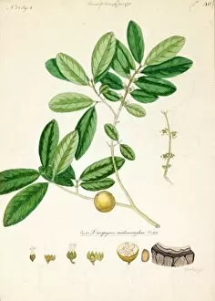 Medicinal Plant Gallery: Diospyros melanoxylon, Willd. (Ebony)