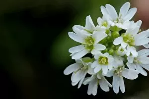 White Gallery: Diplotaxis renuifolia