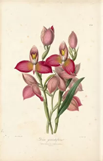 Pink Flower Gallery: Disa uniflora (Pride of Table Mountain), 1841