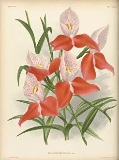 Botanical Illustration Gallery: Disa uniflora (Pride of Table Mountain), 1885-1906