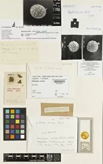 Herbarium Fungi Collection: Disciseda cervina (Berk. ) Holl├│s