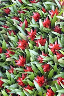 Bromeliad Gallery: Show display in Princess of Waes Conservatory