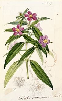 Botanical Art Gallery: Dissotis irvingiana, Hook.f
