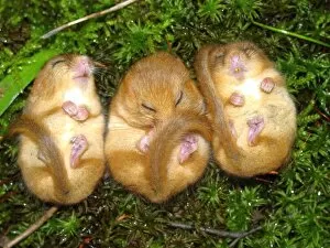In the gardens Collection: dormice