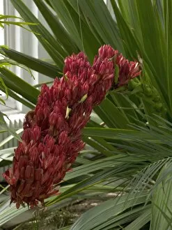 Red Flower Gallery: Doryanthes palmeri