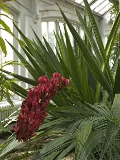 Flowers Gallery: Doryanthes palmeri